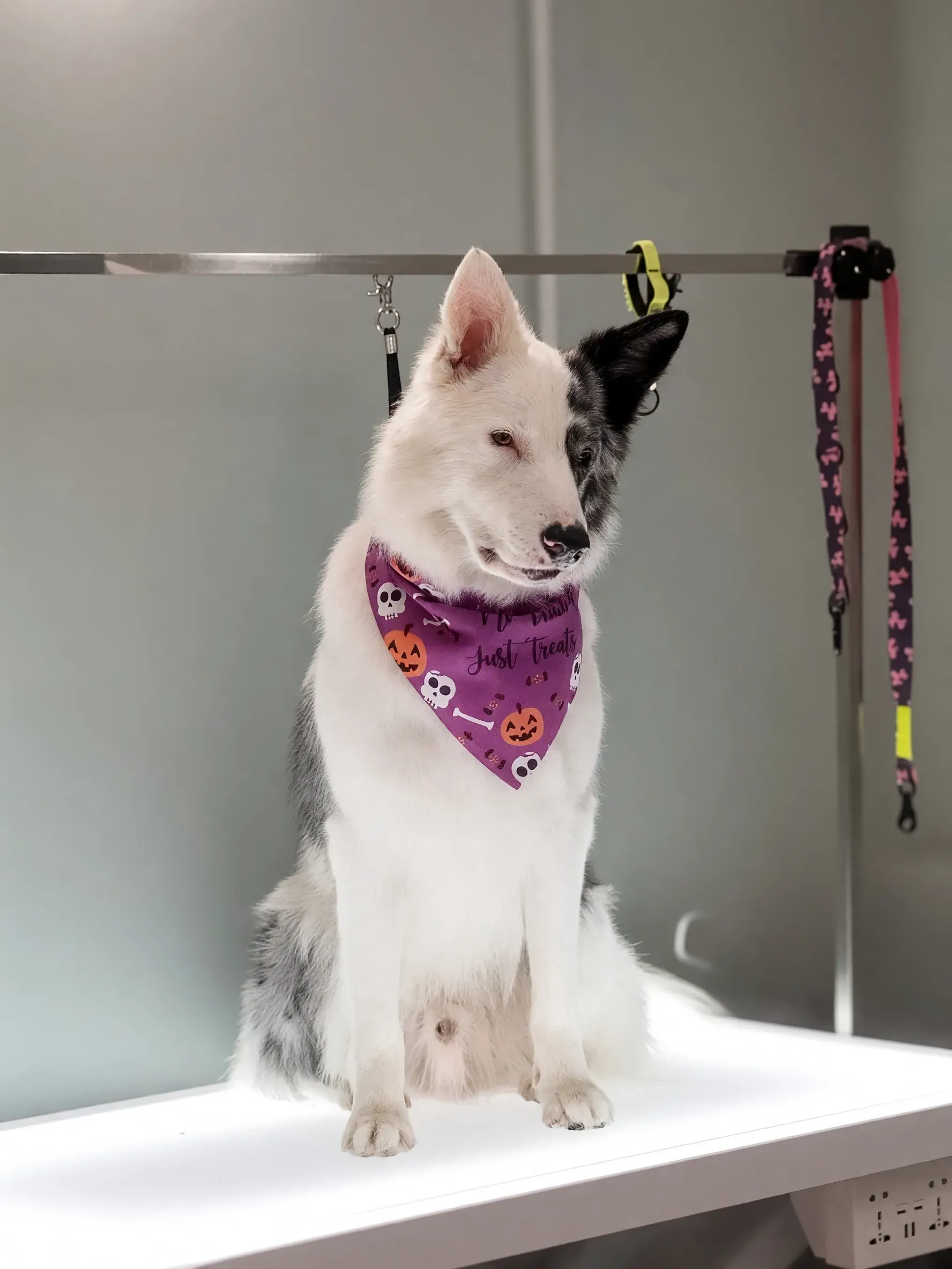 Un cane bagnato in vasca, tranquillo, con la lingua di fuori