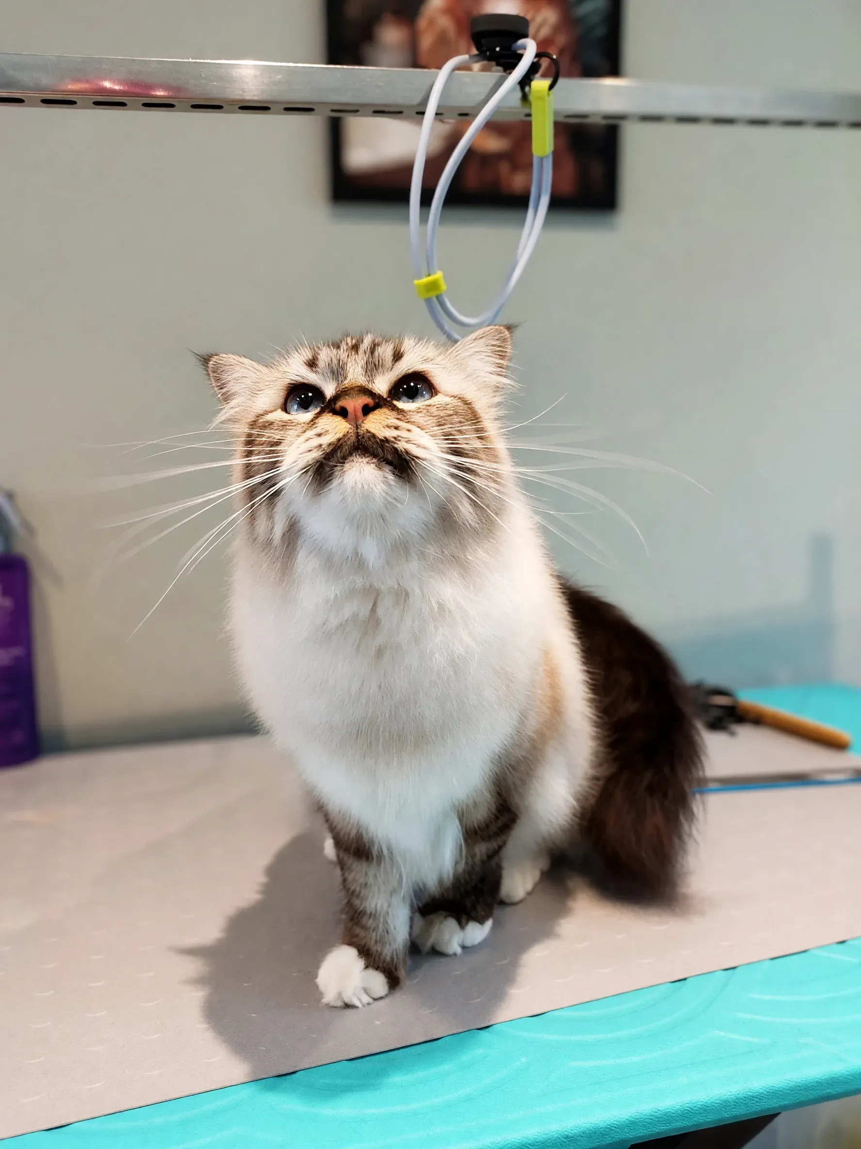 Un gatto ragdoll seduto tranquillo sul tavolo da toelettatura