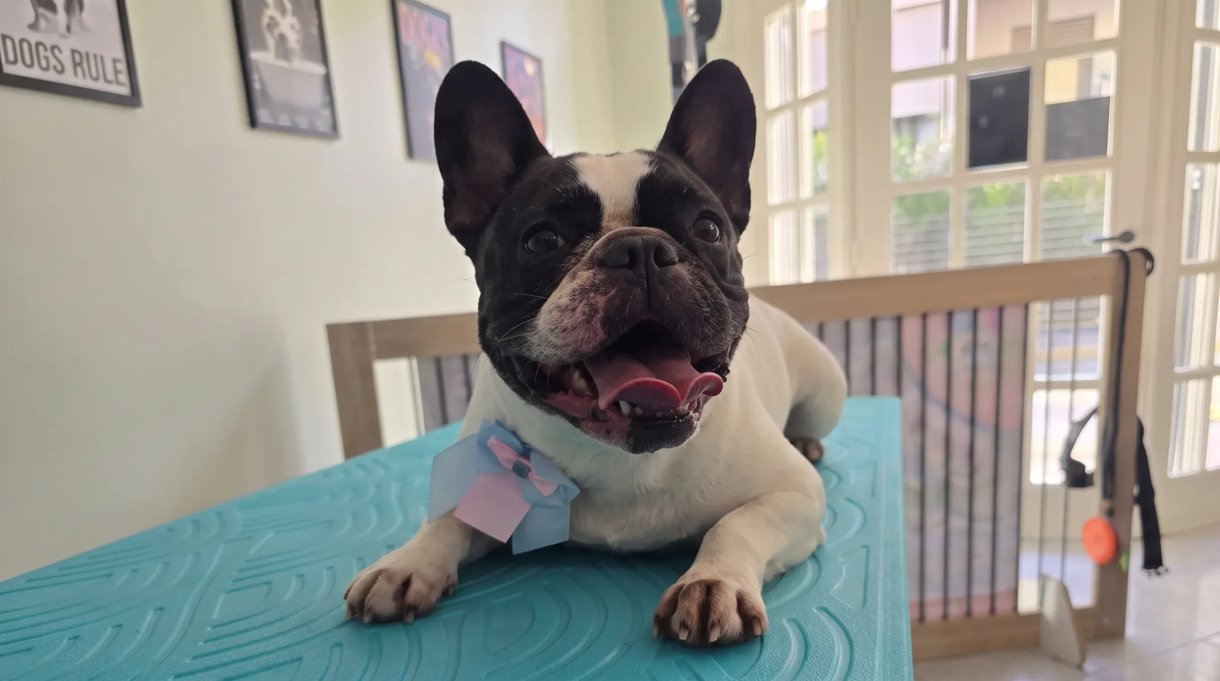 Un bulldog francese sdraiato sul tavolo da toelettatura