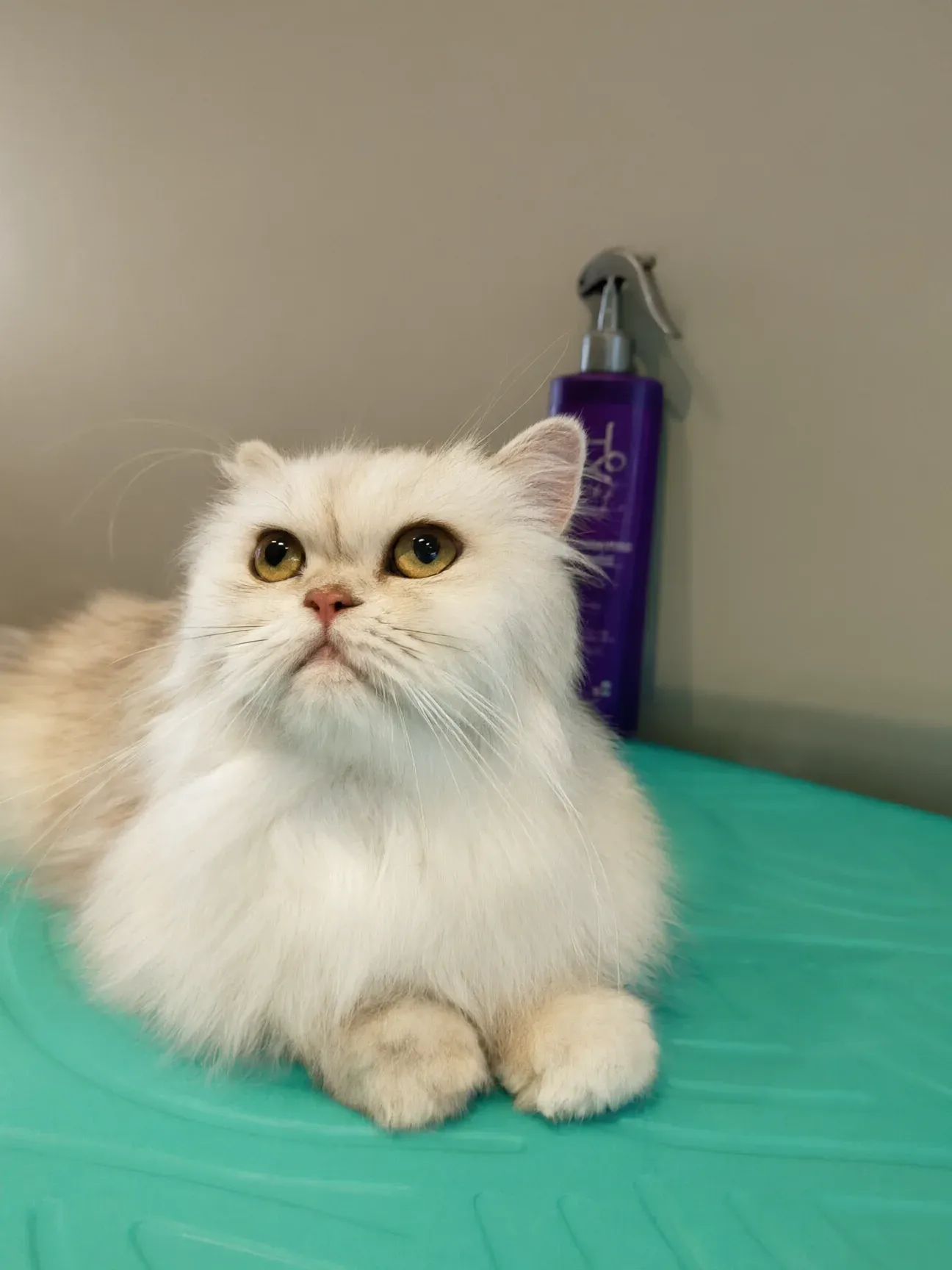 Un gatto persiano crema appena toelettato, accucciato sul tavolo