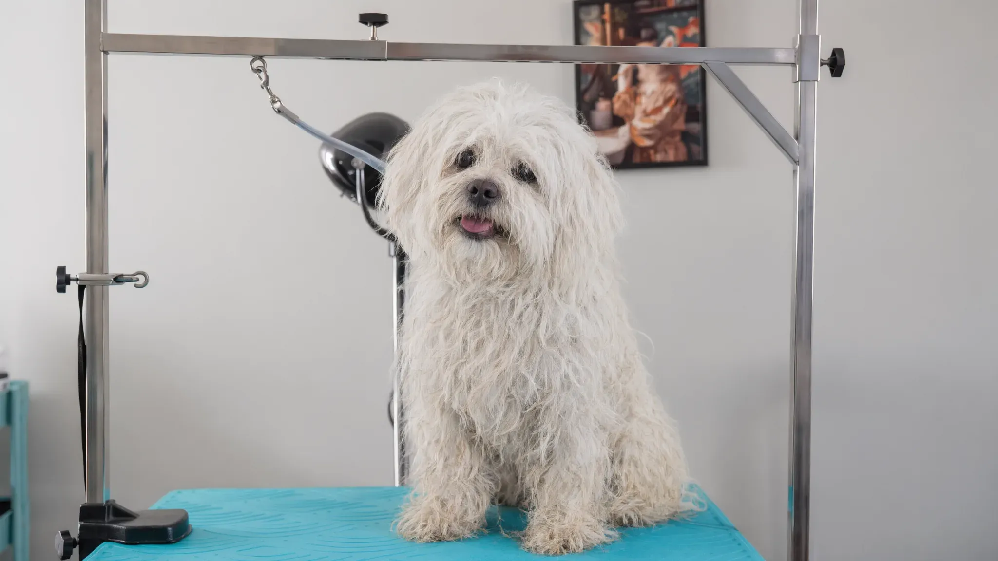 Prima: un cagnolino bianco col pelo lungo, arruffato e infeltrito